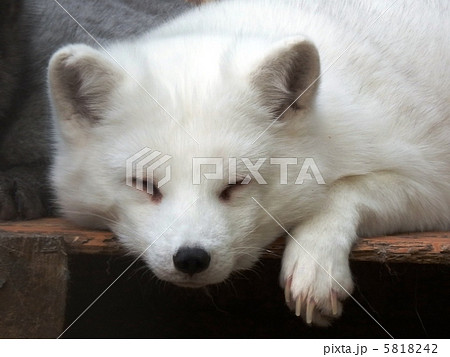 白キツネの写真素材 [5818242] - PIXTA