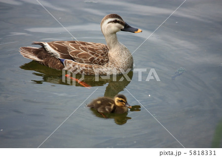 カルガモの親子 5818331