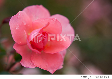 バラ「シャルダンドゥフランス」 バラ「シャルダンドゥフランス」 5818353