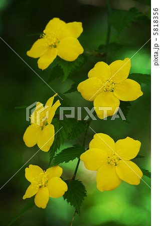 ヤマブキ 5818356