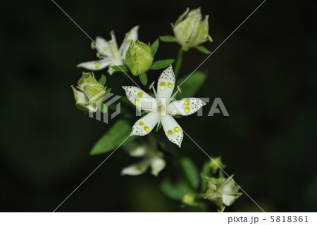 アケボノソウの花 5818361
