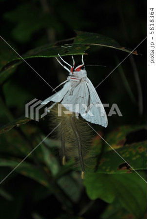 ペンシルを伸ばすシロヒトリ ペンシルを伸ばすシロヒトリ 5818364