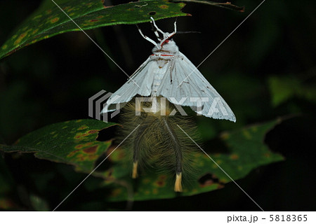 ペンシルを伸ばすシロヒトリ ペンシルを伸ばすシロヒトリ 5818365