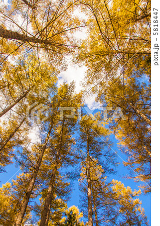 信州の高原のカラ松の紅葉 信州の高原のカラ松の紅葉 5818447