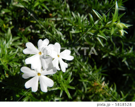 シバザクラ（芝桜） 5818528