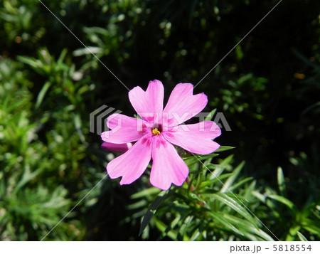 シバザクラ（芝桜） 5818554