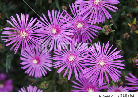 リビングストンデージー 5818562