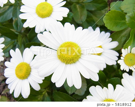 満開の浜菊 満開の浜菊 5818912