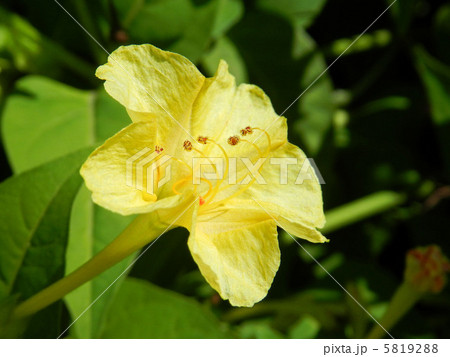 オシロイバナ（白粉花） 5819288