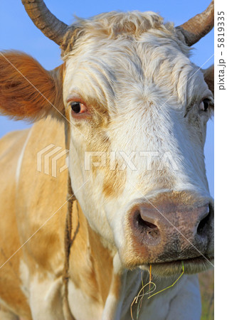 Head of a cow against a pasture of fresh grass 5819335