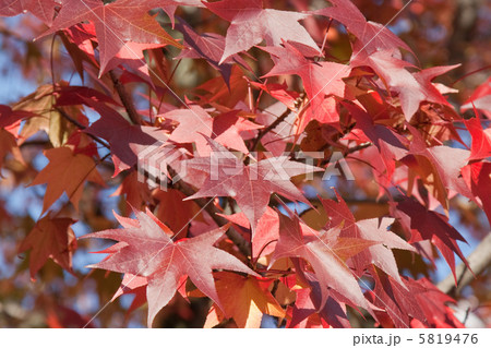 モミジバフウの紅葉 モミジバフウの紅葉 5819476