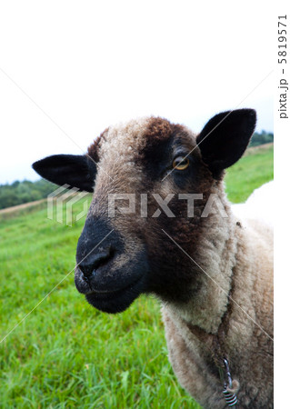 Black headed sheep head 5819571