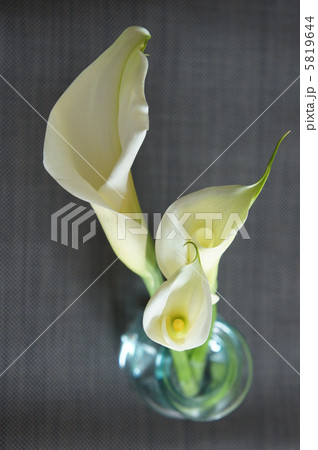 白いカラー 白いカラー 5819644