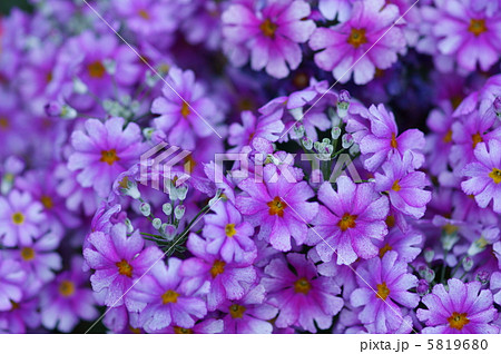 西洋桜草 神秘的な蕾です。 小惑星のプリムラみたいに・・・ 西洋桜草 神秘的な蕾です。 小惑星のプリムラみたいに・・・ 5819680