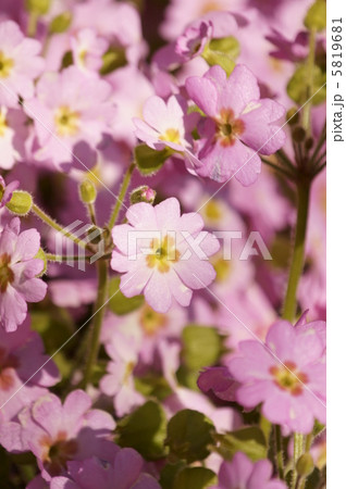 西洋桜草 可愛いピンク色です の写真素材