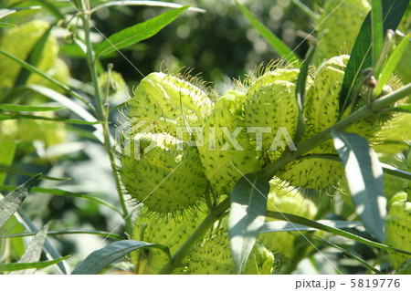 風船唐綿 5819776