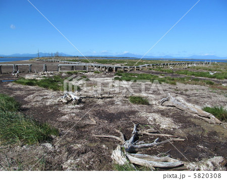 トドワラ トドワラ 5820308