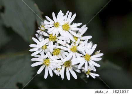 シロヨメナ 5821657