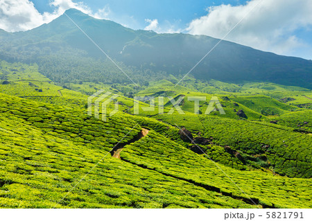 Tea plantations 5821791