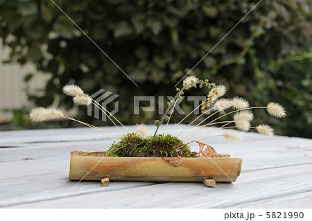 猫じゃらしと苔玉を横からの写真素材