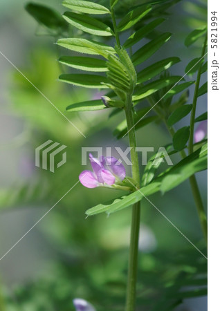 烏野豌豆　本名は矢筈豌豆ヤハズエンドウ 5821994