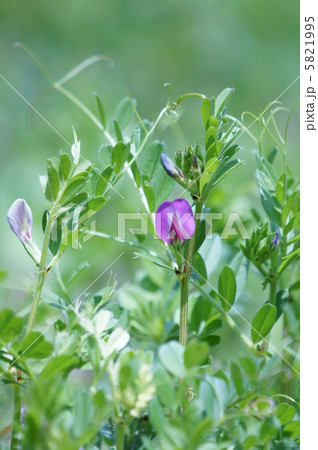 烏野豌豆　本名は矢筈豌豆ヤハズエンドウ 5821995