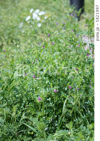 烏野豌豆　本名は矢筈豌豆ヤハズエンドウ 5821997