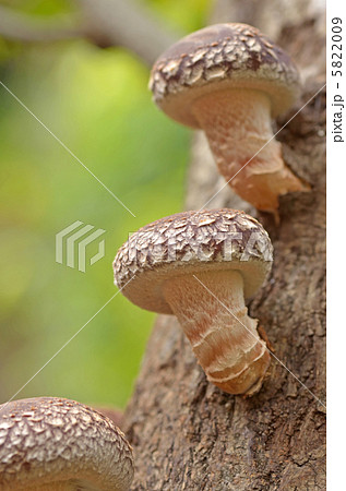 きのこ　しいたけ　原木しいたけ 5822009