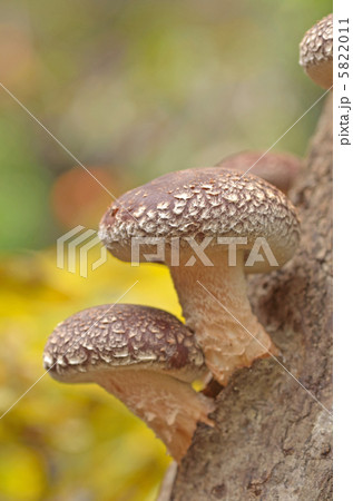 きのこ、しいたけ、原木しいたけを育てる きのこ、しいたけ、原木しいたけを育てる 5822011