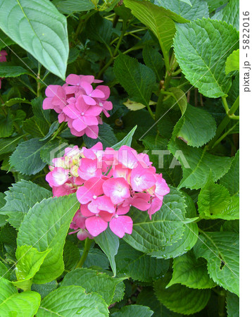 ヨーロッパで見つけたアジサイ 5822016