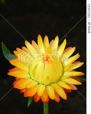 テイオウカイザイク（帝王貝細工） 5822032