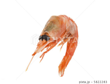 boiled shrimp isolated boiled shrimp isolated 5822283