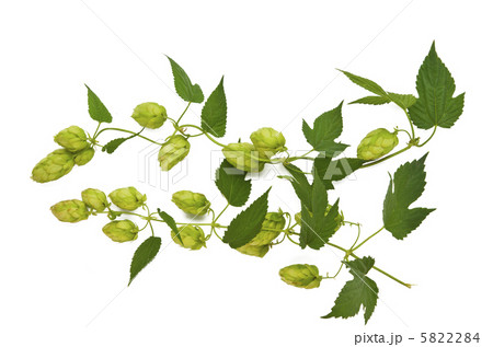 hops plant 5822284