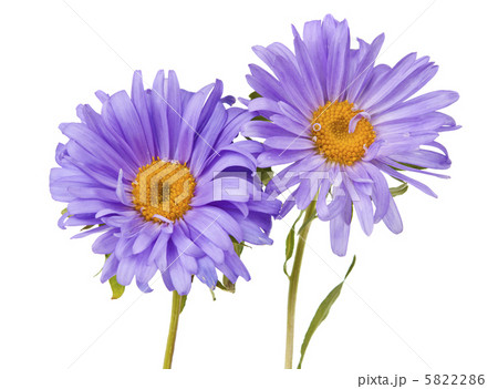 aster isolated 5822286
