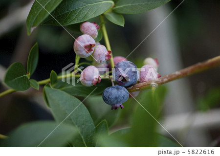 ブルーベリー 5822616