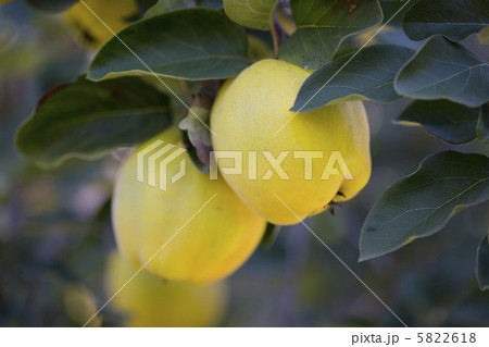 マルメロ 5822618