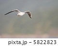 飛翔するカモメ 5822823