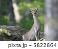 野生のシカ 5822864