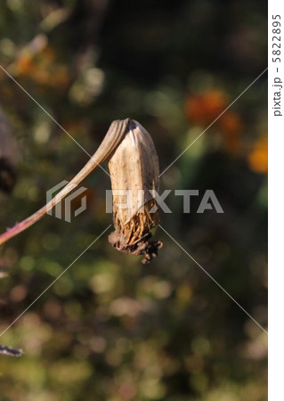 枯れて乾燥したマリーゴールド 5822895