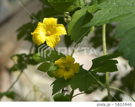 ゴウヤの花 5822940