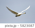 飛翔する白鳥 5823087