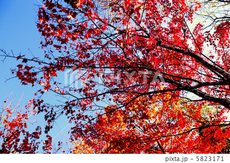 MOMIJI MOMIJI 5823171