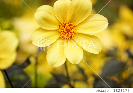 ガーデンダリア 花言葉 優雅 Garden Dahliaの写真素材