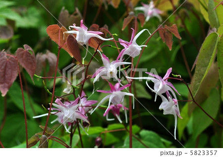 イカリソウ 5823357