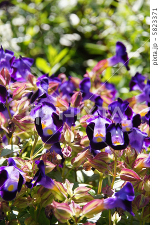 10月 トレニア・ゴマノハグサ科21 10月 トレニア・ゴマノハグサ科21 5823371