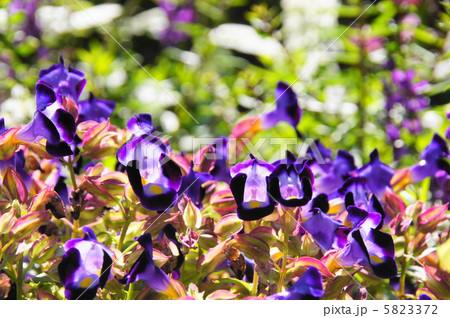 10月 トレニア・ゴマノハグサ科20 10月 トレニア・ゴマノハグサ科20 5823372