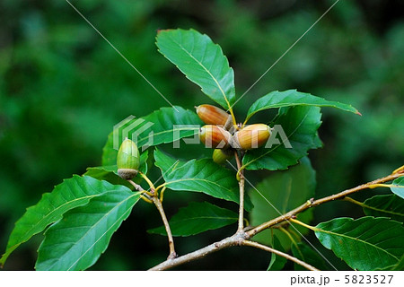 コナラ コナラ 5823527