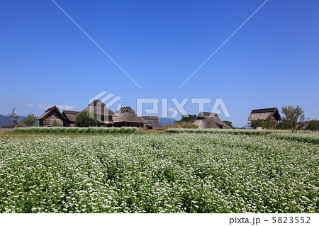 吉野ヶ里のソバ畑 5823552