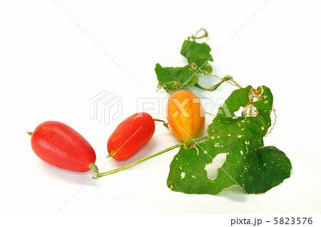 カラスウリ 5823576