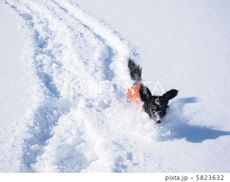 雪を駆ける犬 5823632